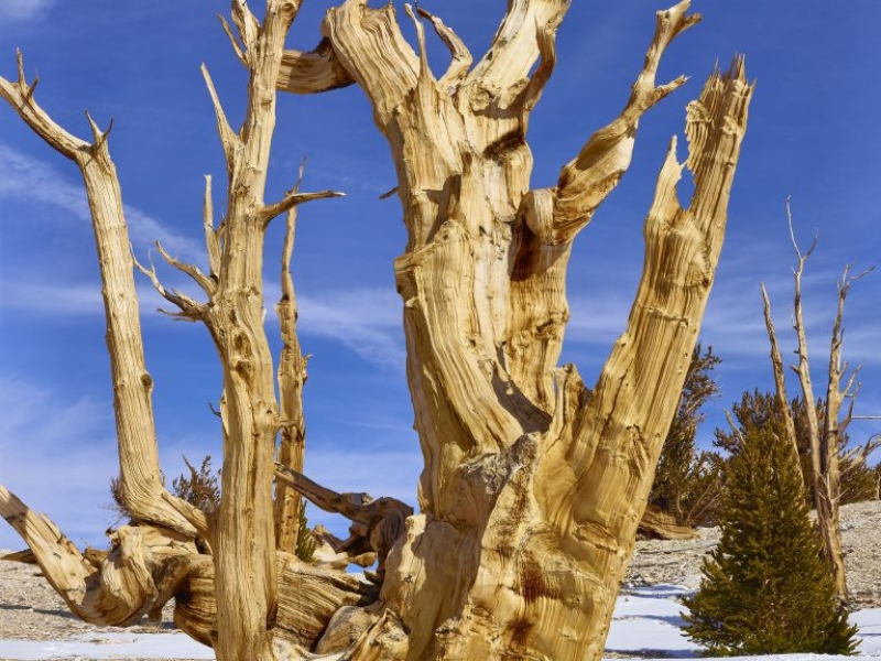 The ancient bristlecone pine forest in the White Mountains above Bishop California