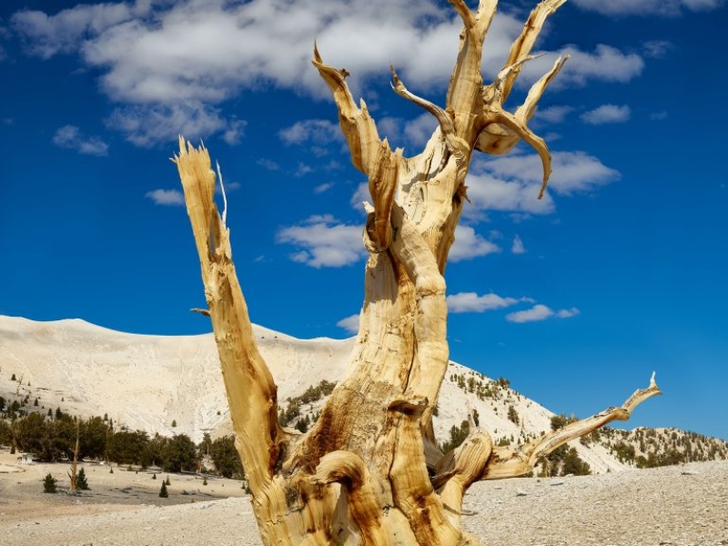 The ancient bristlecone pine forest in the White Mountains above Bishop California