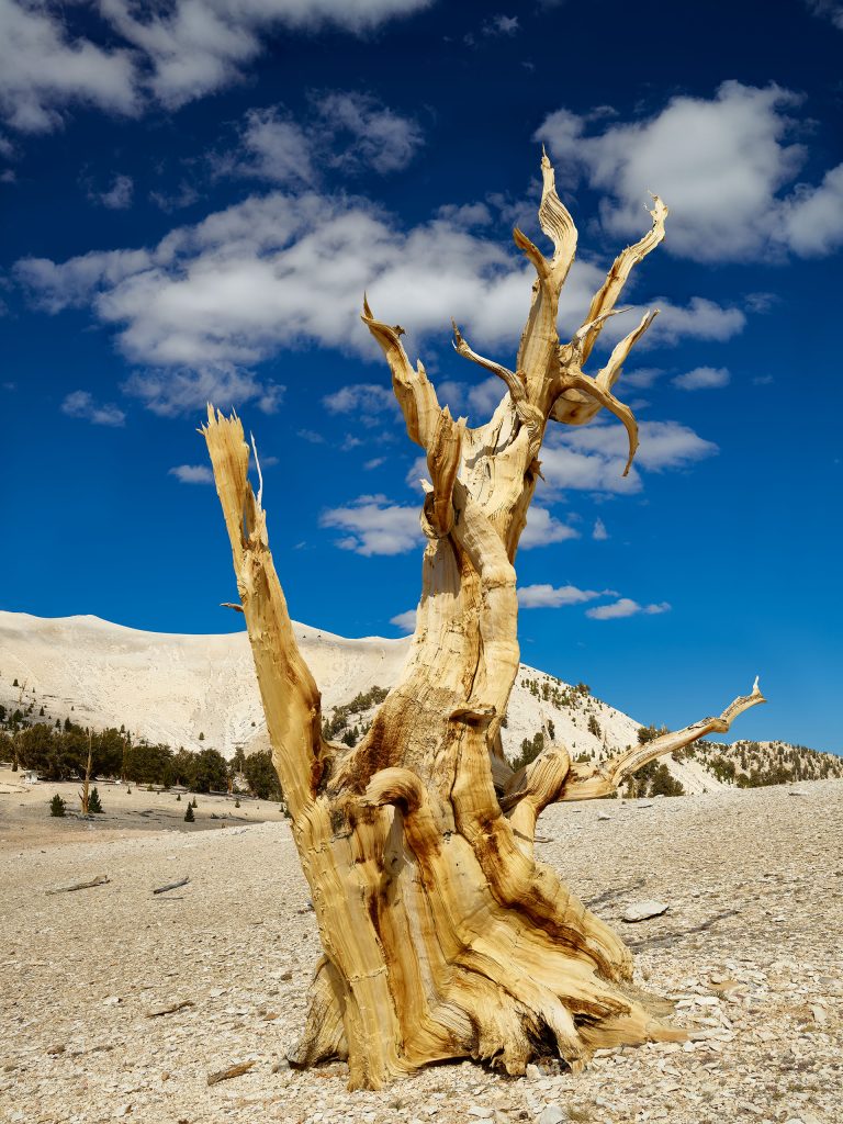 The ancient bristlecone pine forest in the White Mountains above Bishop California