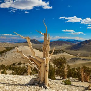 The ancient bristlecone pine forest in the White Mountains above Bishop California