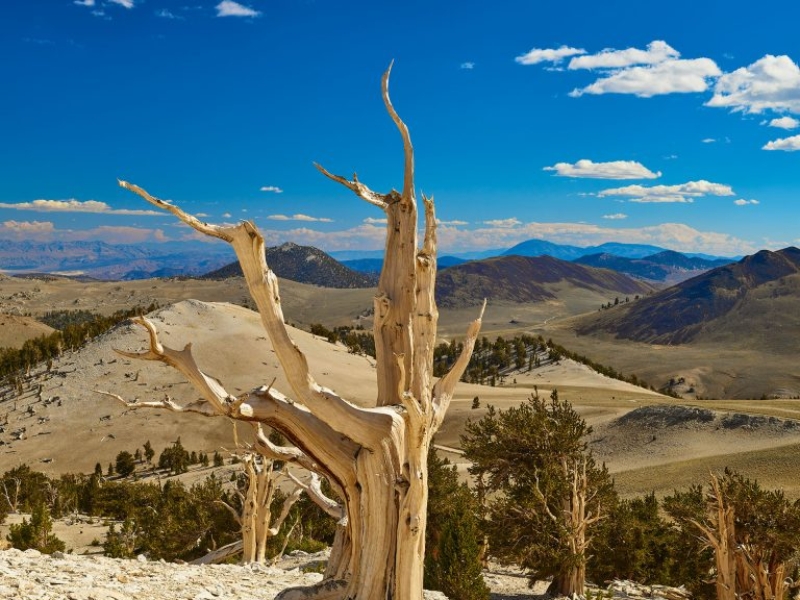 The ancient bristlecone pine forest in the White Mountains above Bishop California