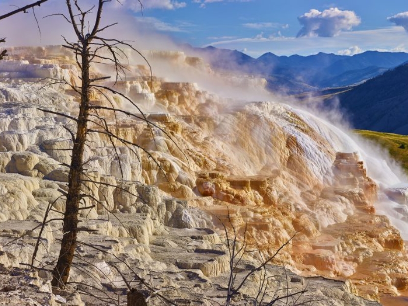 Canary Spring Yellowstone