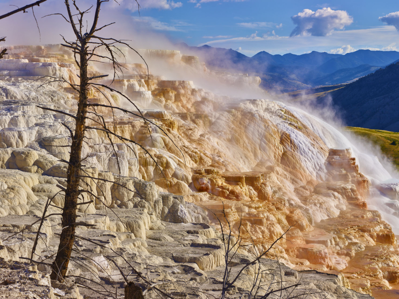 Canary Spring Yellowstone