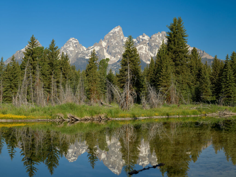 Reflection Schwabacher Landing Tetons National Park